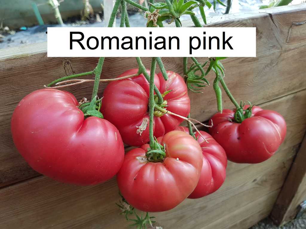 Romanian Pink